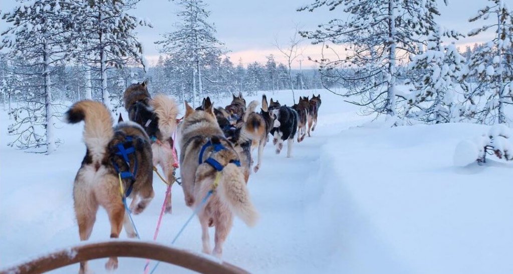 Husky ride Morzine