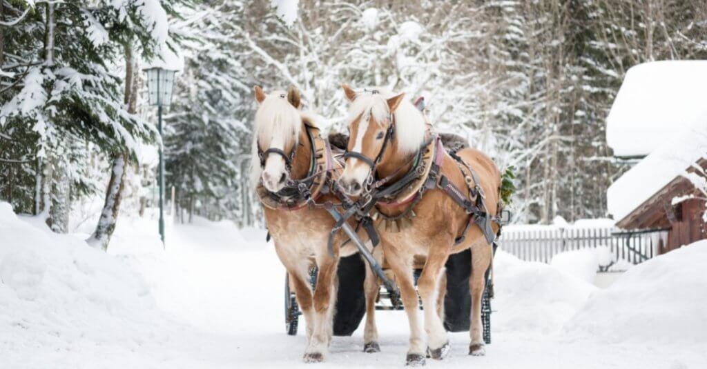horse-drawn-sleigh-ride-morzine-winter