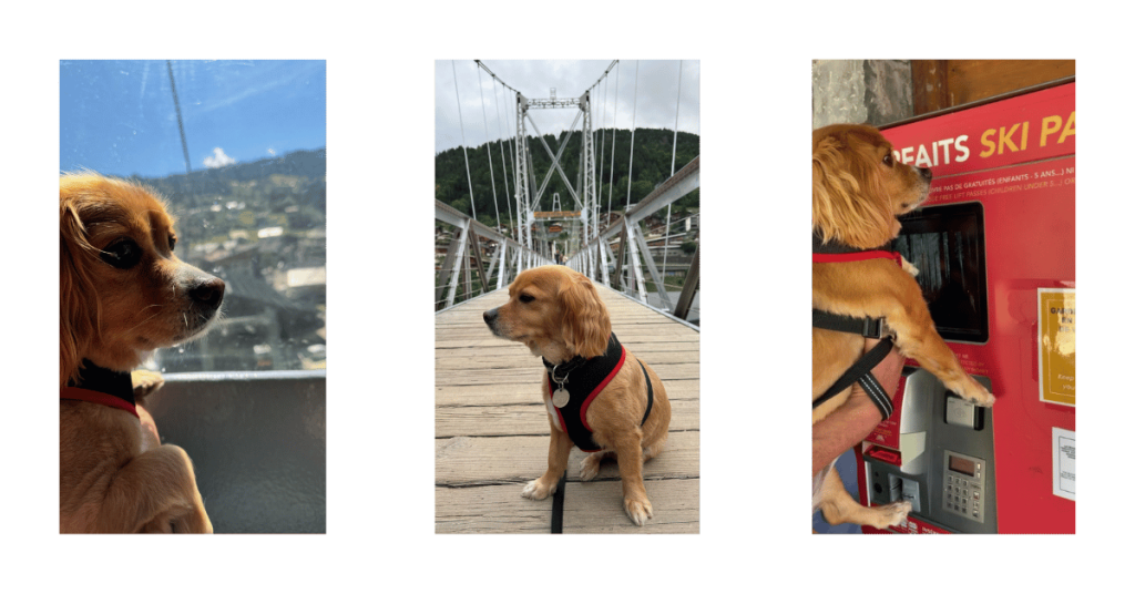 Travelling to France with a dog - enjoying your holiday