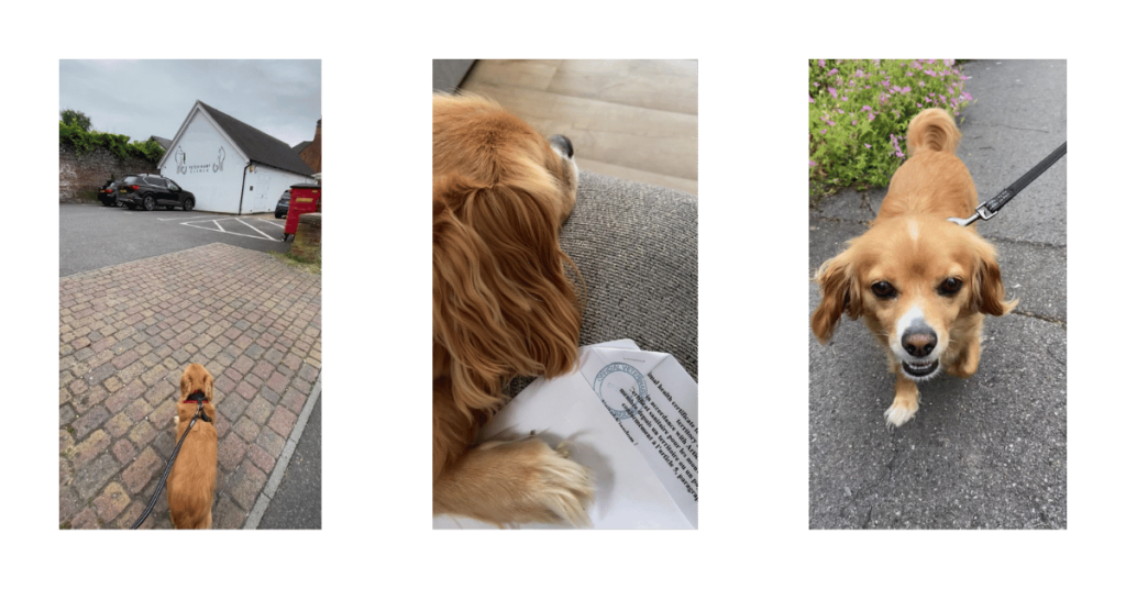 Travelling to France with a dog preparation, vaccines, vet